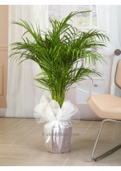 areca palmiye